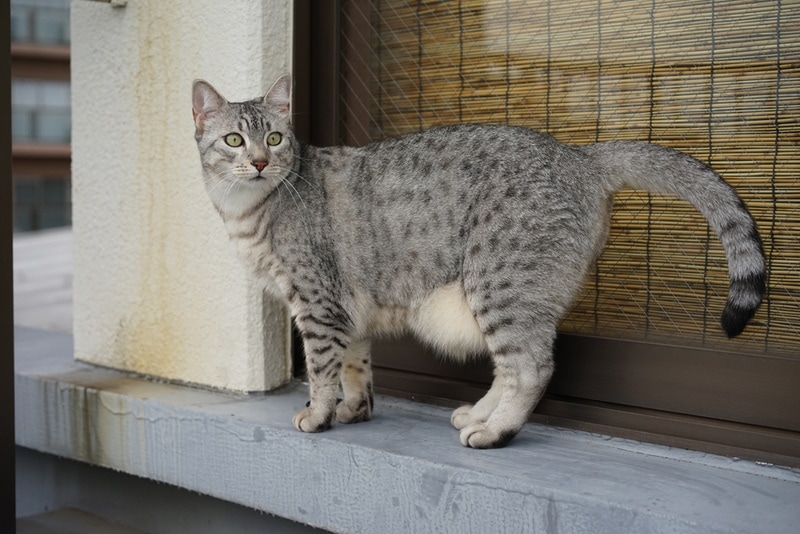 egyptian mau cat outdoor
