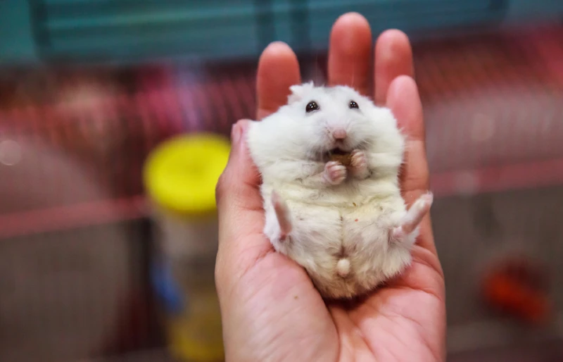 female Winter White Dwarf Hamster or siberian hamster on a person's hand