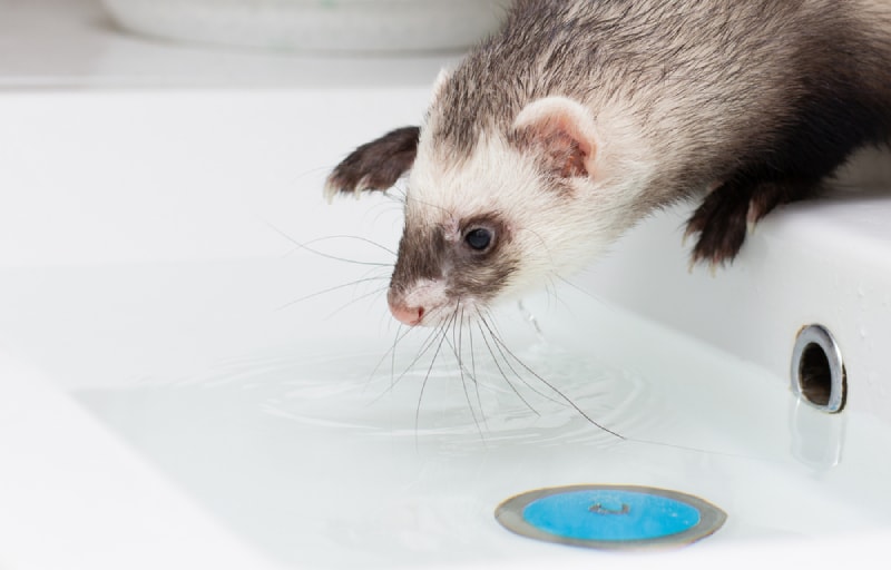 ferret about to take an indoor bath