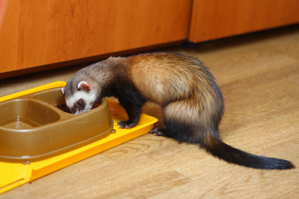 ferret-eating