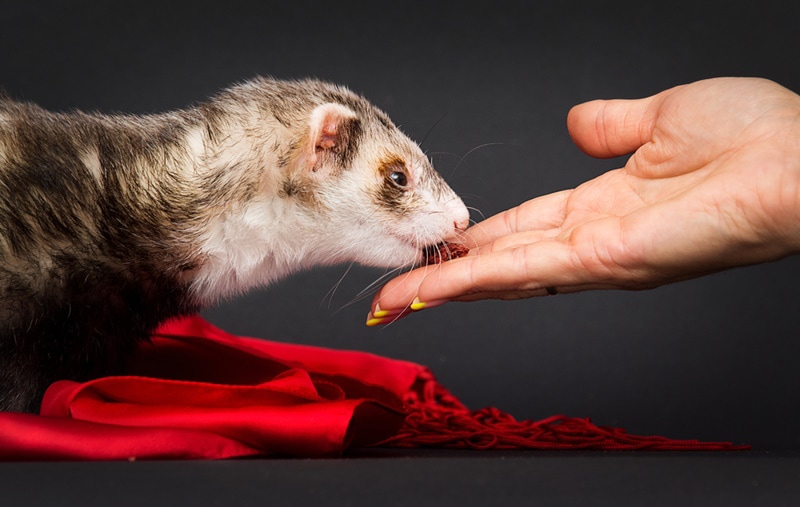 ferret having treats