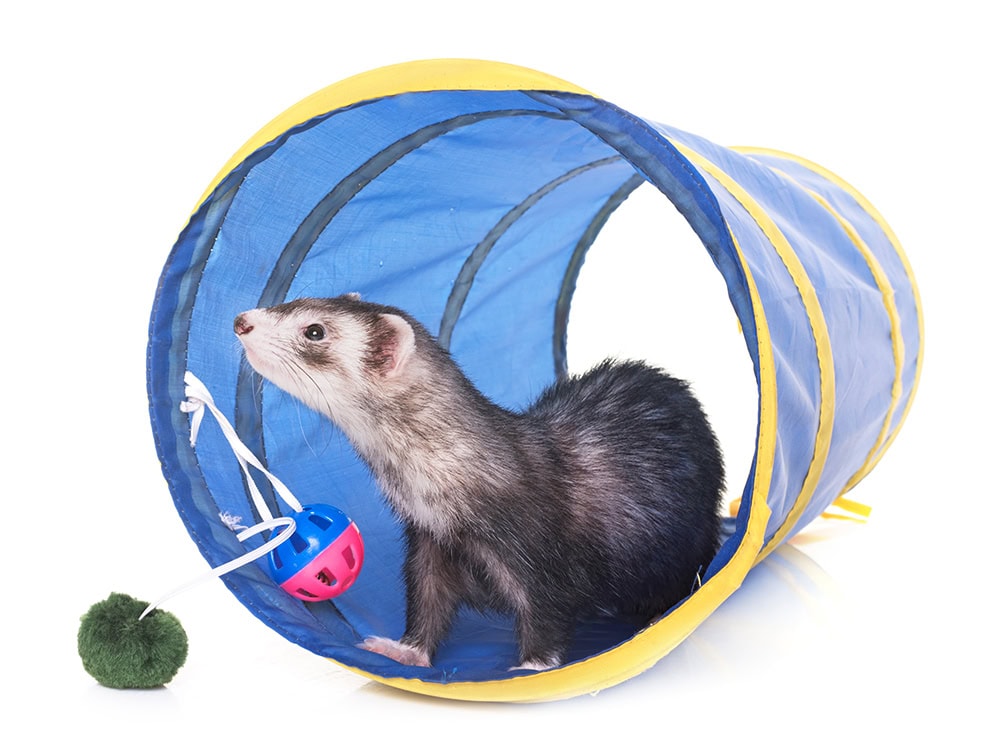 ferret inside a blue tunnel