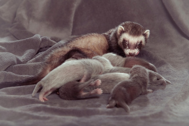 ferret taking care of her babies