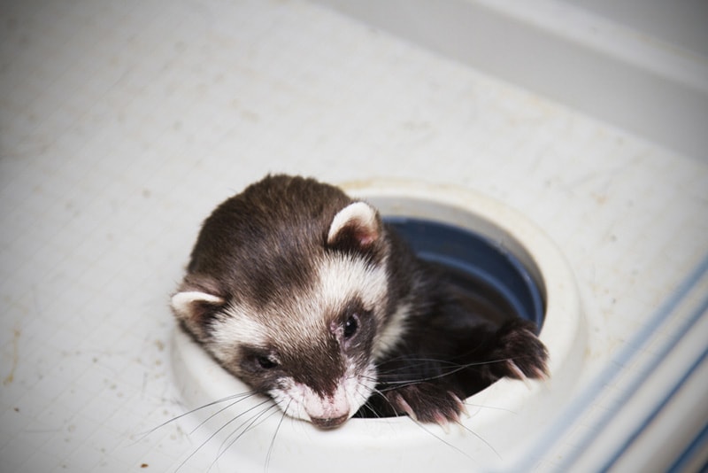ferret tunnel crawls through a hole in the cage