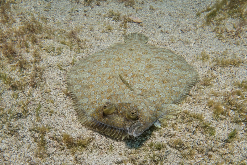 flounder fish on the sea bed
