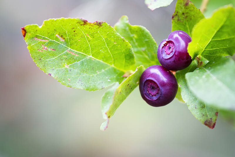 fresh huckleberries in the southern Oregon