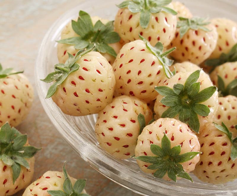 fresh pineberries