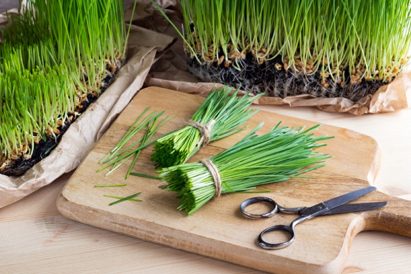 freshly harvested wheatgrass bein cut on cutting board