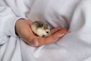 Picture of How Big Can a Hamster Get? Vet Approved Average Weight & Growth Chart ...