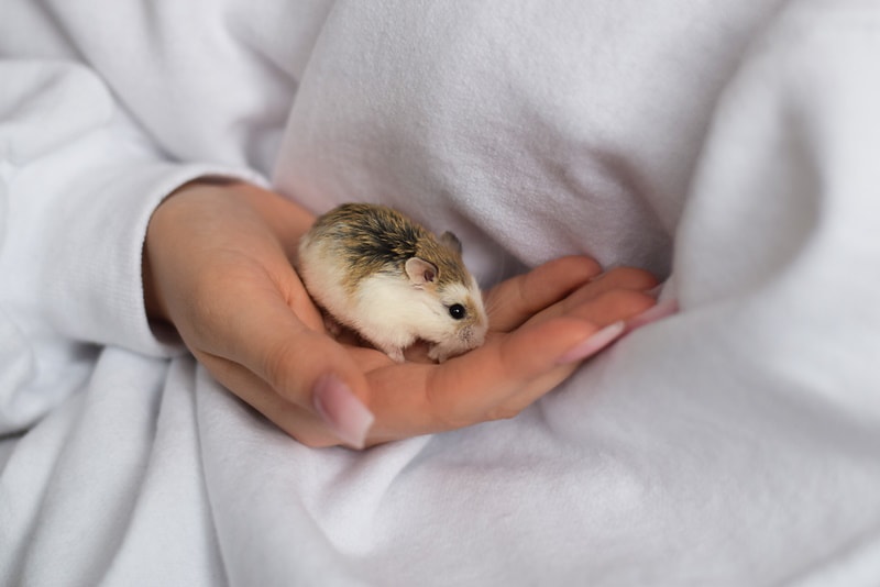 girl holding roborovski dwarf hamster