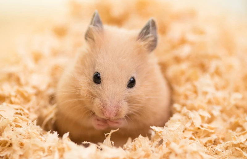 golden syrian hamster surrounded by wooden chips