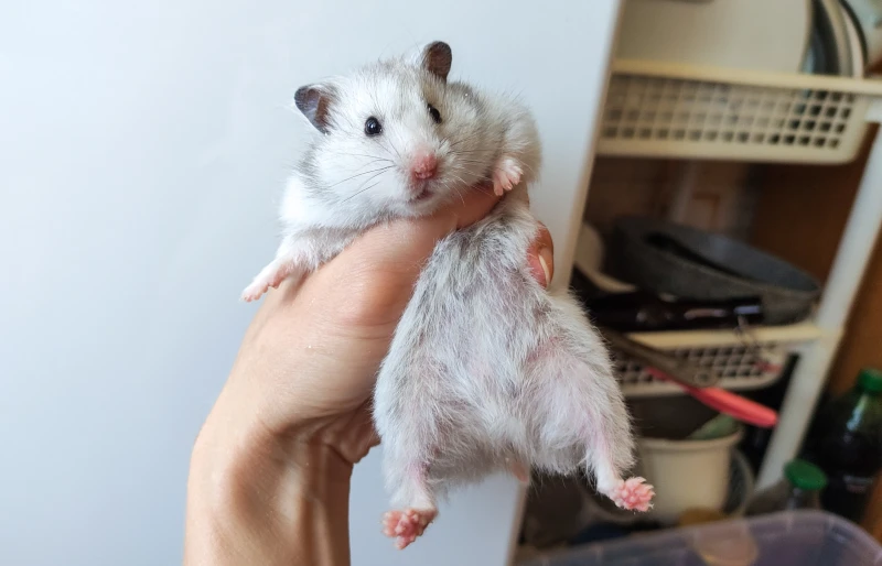 gray syrian hamster in a person's hand