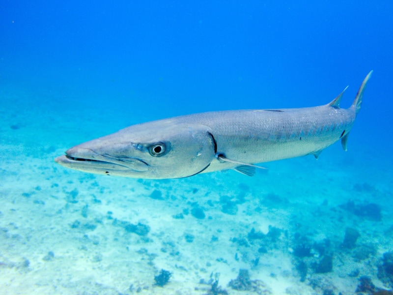 great barracuda fish