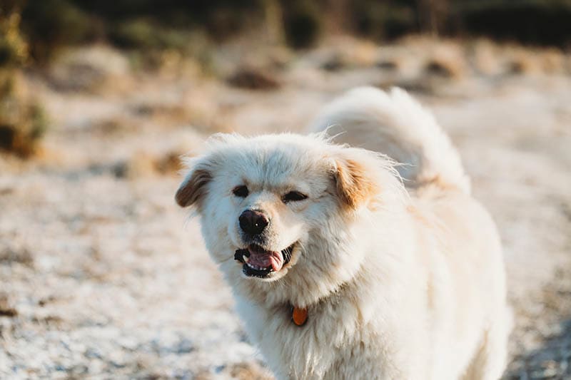 great pyrenees boxer dog mix at the beach