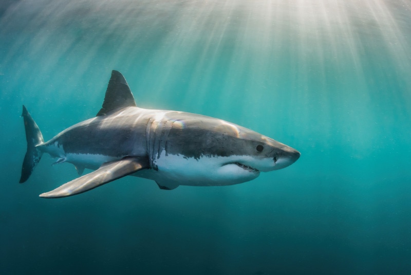 great white shark underwater