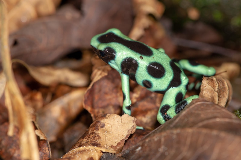 green and black poison dart frog in terrarium