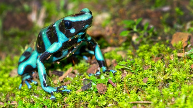 green and black poison dart frog
