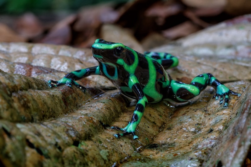 green and-black poison dart frog