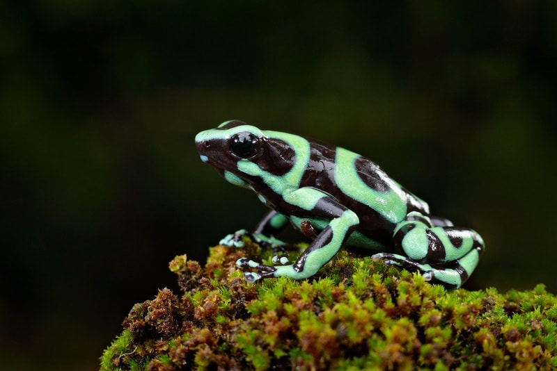 green and black poison dart frog