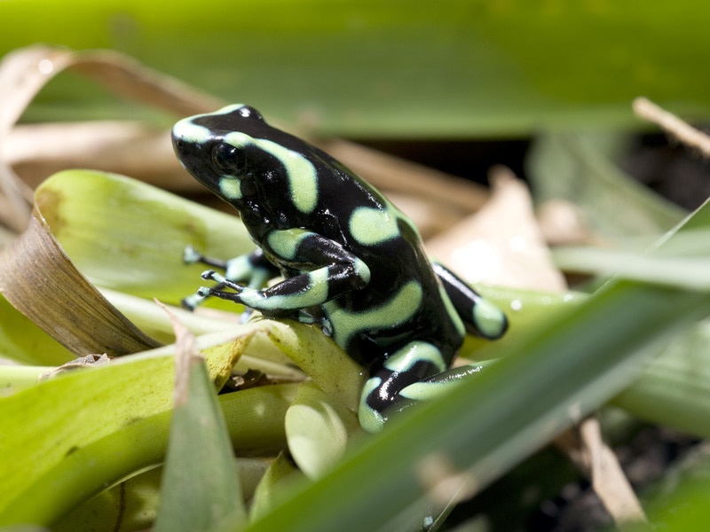 green and black poison dart frog