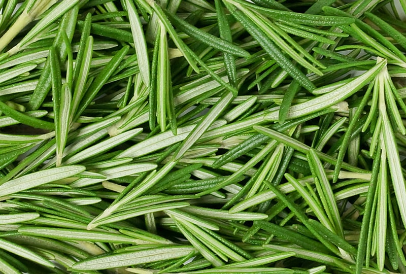 green leaves rosemary close up