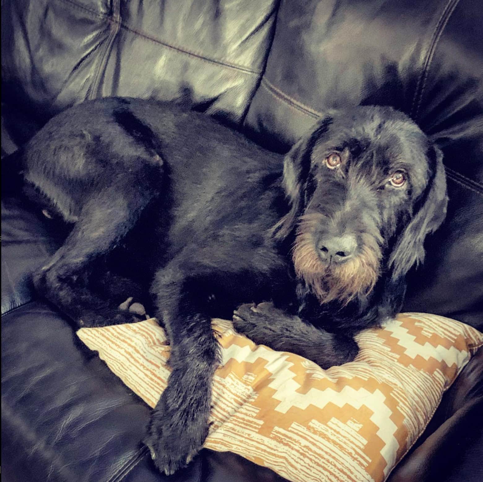 griffondor lying on a couch