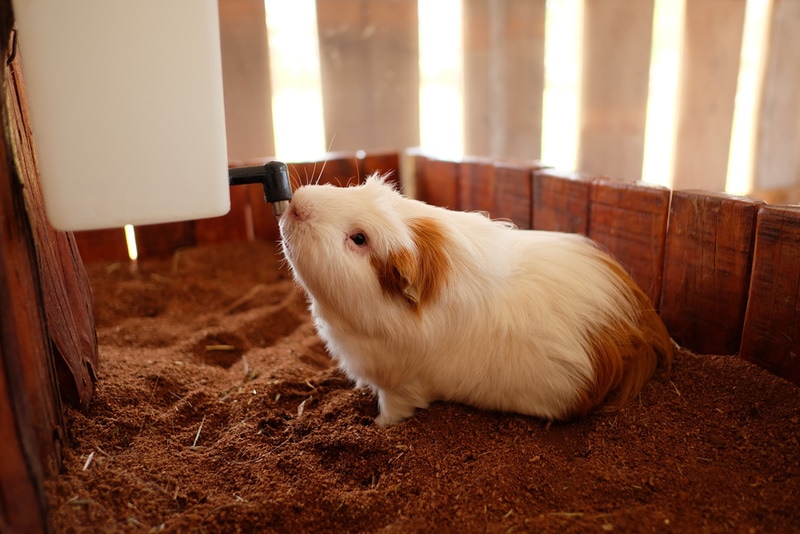 guinea pig drinking water