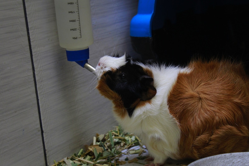 guinea pig drinking