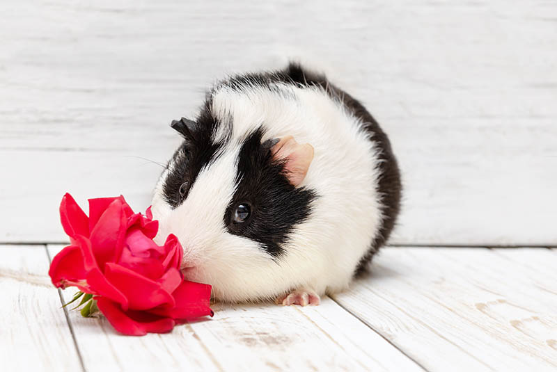 guinea pig sniffing a rose