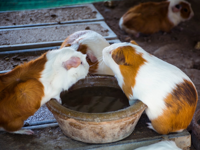 guinea pigs drinking water