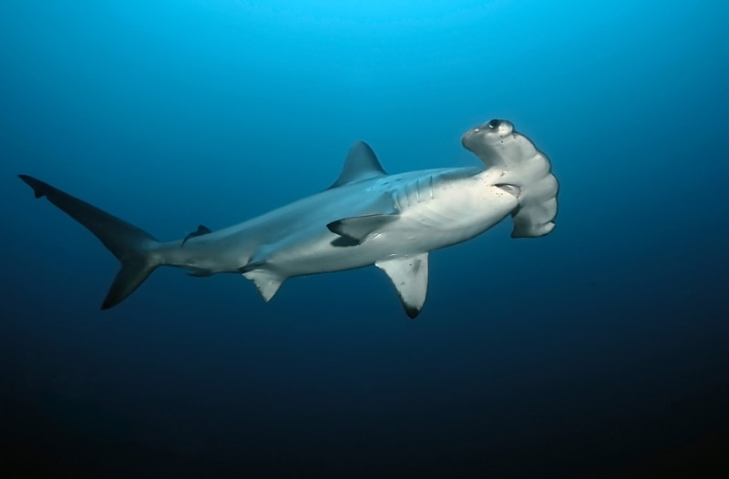 hammerhead shark in the ocean
