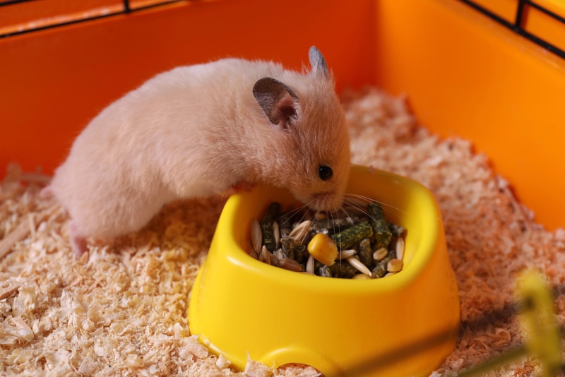 hamster eating