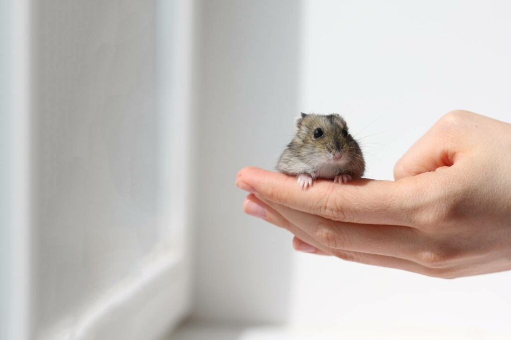 Hamster In Hand
