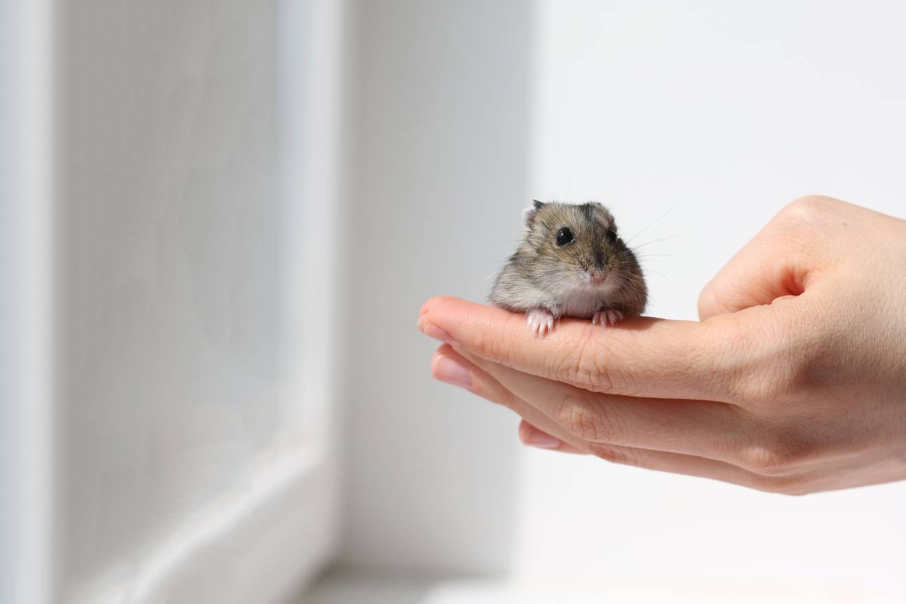 Hamster In Hand