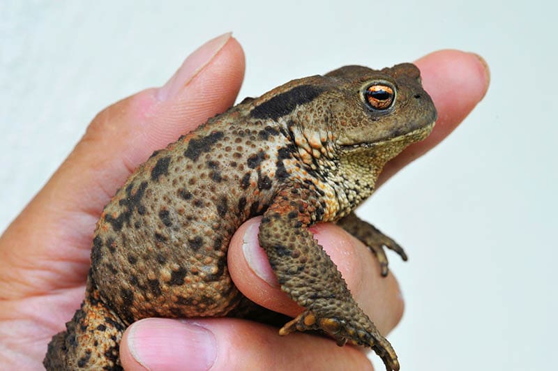 hand holding a pregnant european toad