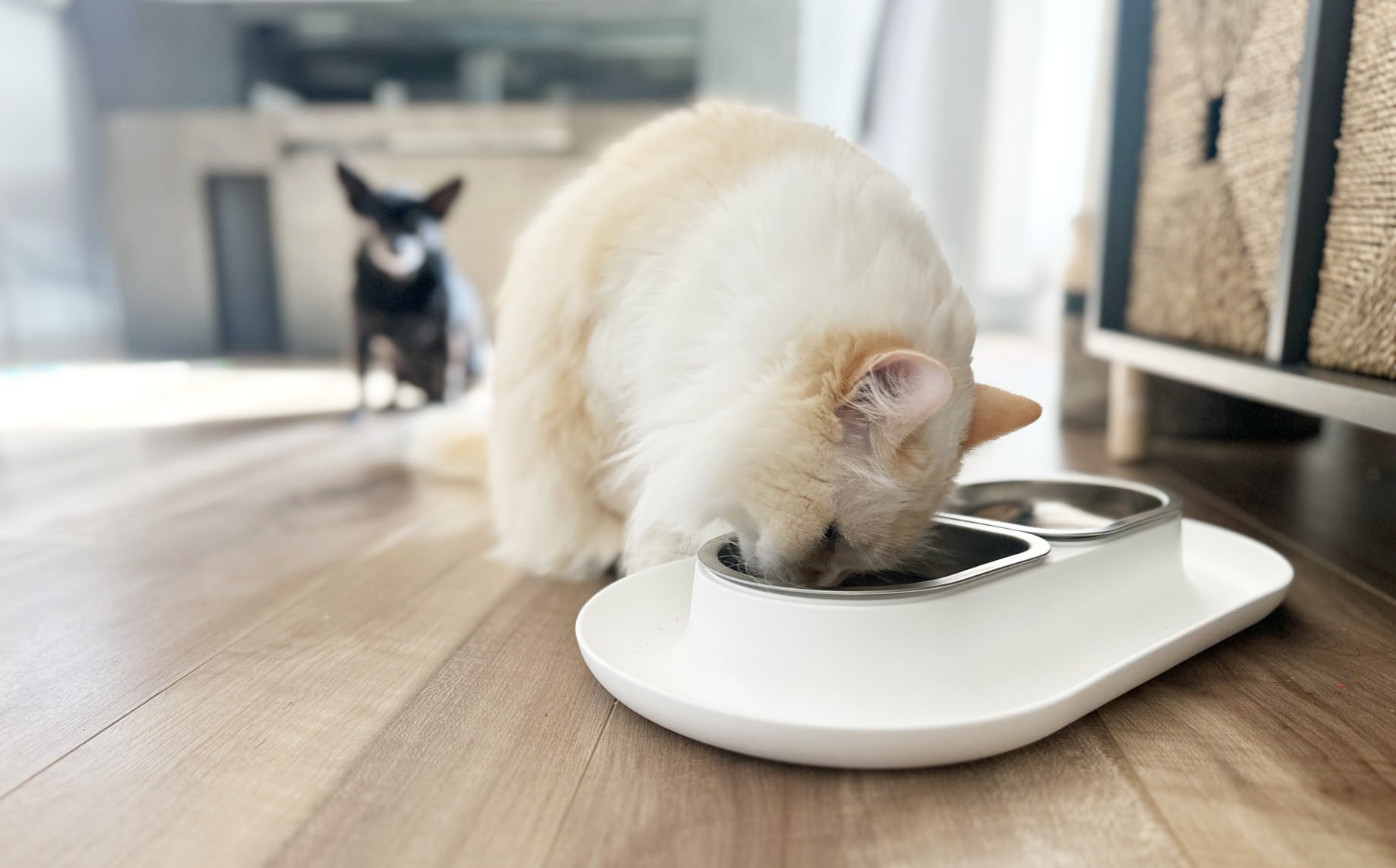 hepper NomNom Cat Bowl - White Cat Eats Chihuahua background 2 (1)