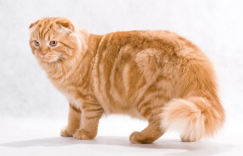 highland fold cat