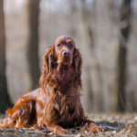 irish setter lying on the ground