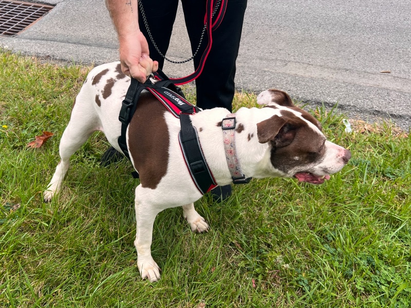 julius k9 speed harness on bella