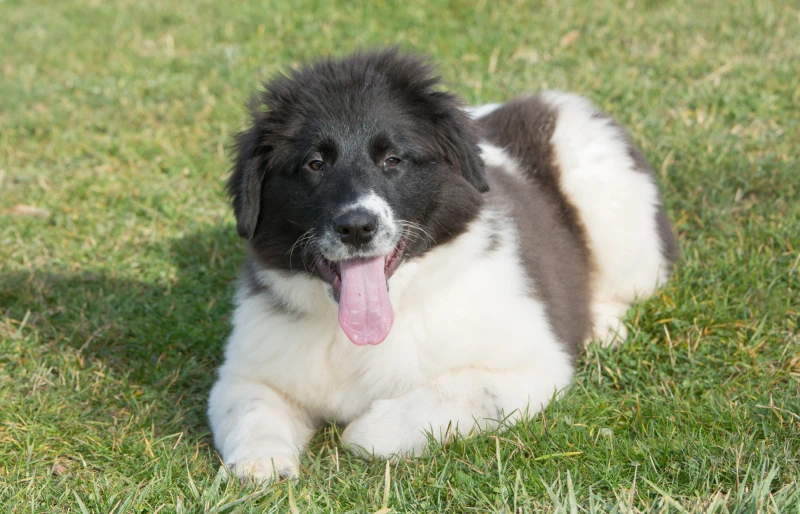 karakachan puppy or bulgarian shepherd dog lying on the grass