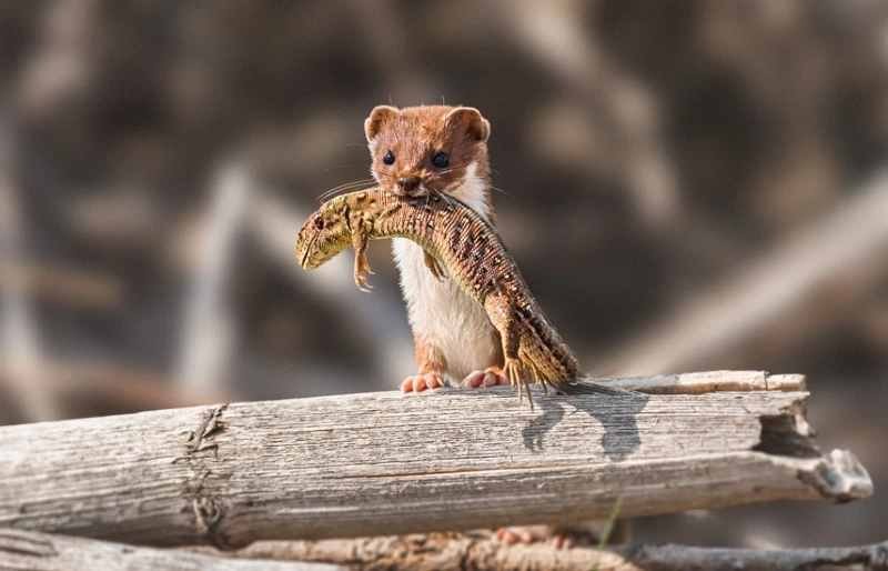least weasel (Mustela nivalis) with hunted sand lizard in its mouth