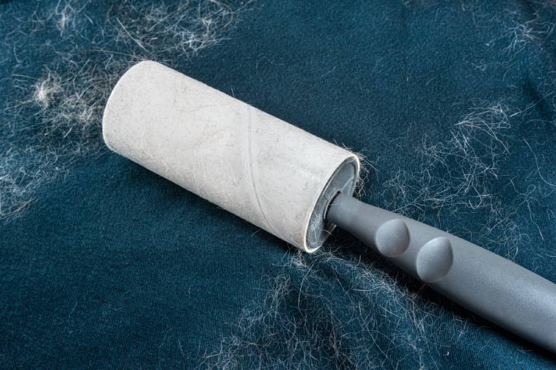 lint remover on top of blue shirt to remove white pet fur