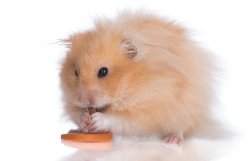 long-haired syrian hamster eating