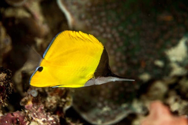 longnose butterfly fish