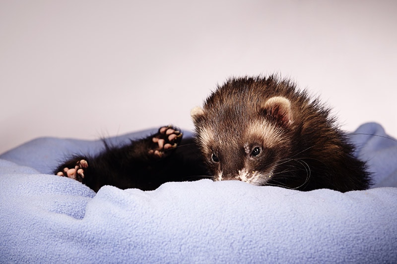male Black sable ferret in bed
