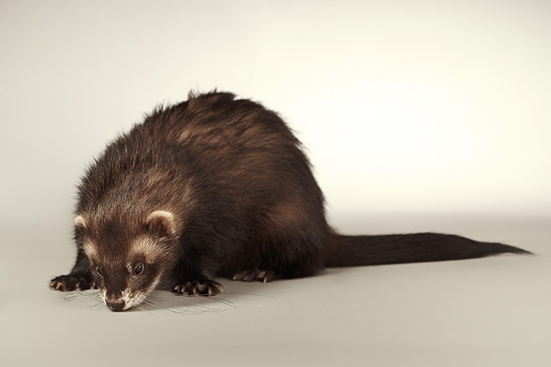 male Black sable ferret sniffing