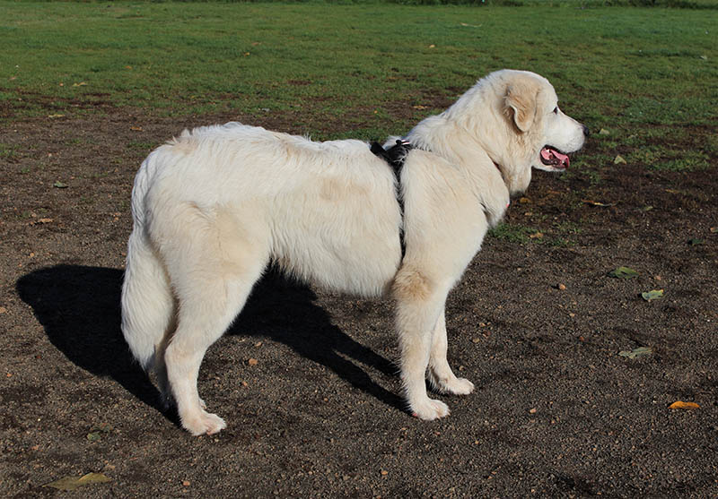 male great pyrenees dog wearing a harness