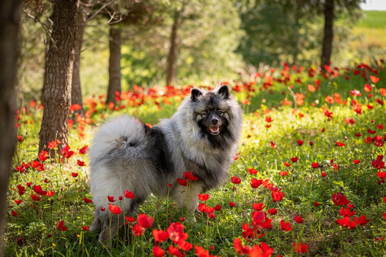 Tuft Dogs 34 Kinds of Dogs With Fluffy Tails (With Info & Pictures) | Hepper Pet ...
