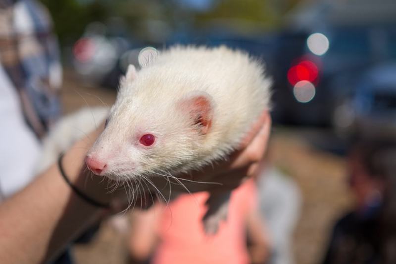 man holding a white Albino Ferret
