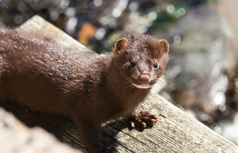 mink on a log outdoors